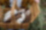 5CE2173A-2A10-4F5B-8B59-C14FA5883A1F_1_201_a-min.jpeg