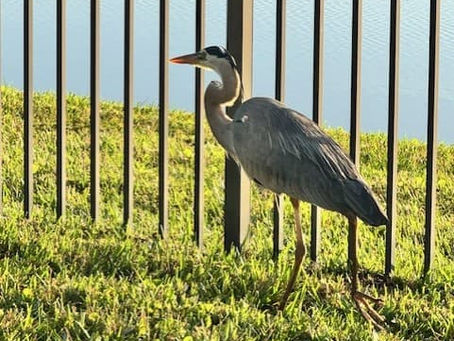 A bird behind a fence amid grass and water.