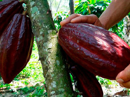 7 de Julio, Dia Mundial Del Cacao