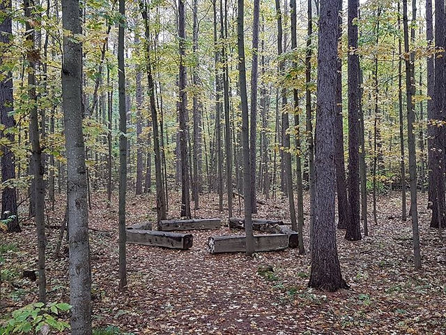 Hollidge Tract Accessible Trail 赤松林間有隨意擺置的木椅