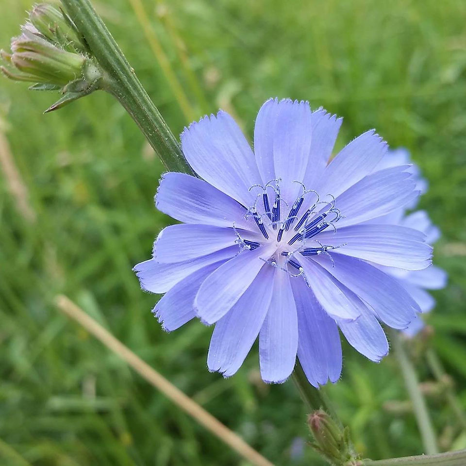 淺藍花瓣帶深藍花心，怎不令人心動？