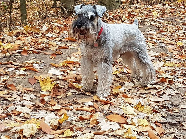 聰明靈敏的Schnauzer 雪瑞納狗，是Terrier 㹴犬的一種，起源於15世纪的德國，是德語「口吻」之意，是唯一不含英國血統的品種