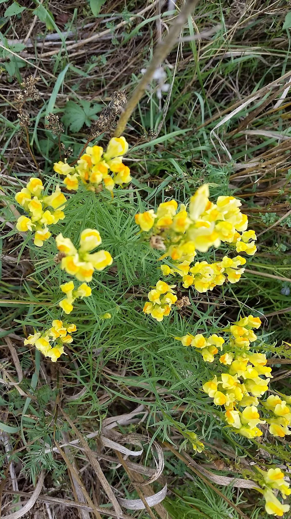 Butter and Eggs 奶油蛋