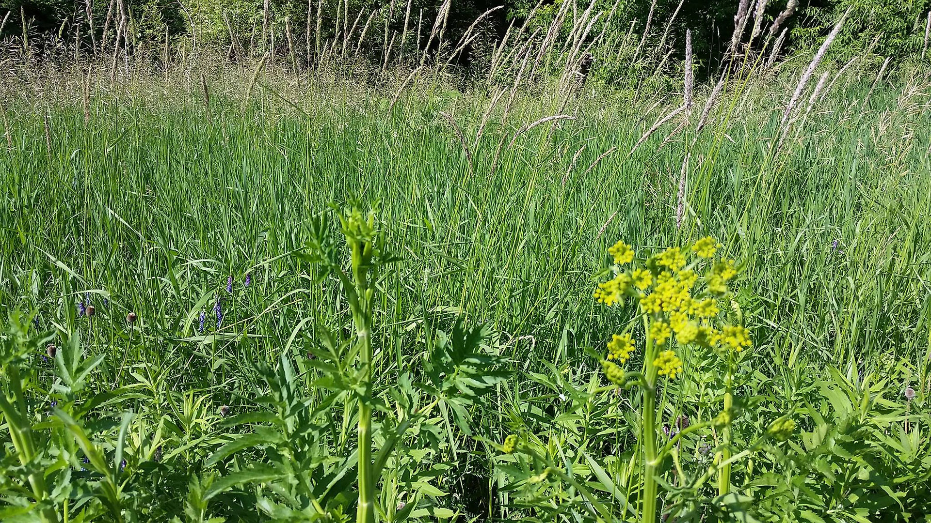 粗壯直立的花莖，在群葦中獨樹一幟，極易辨識。