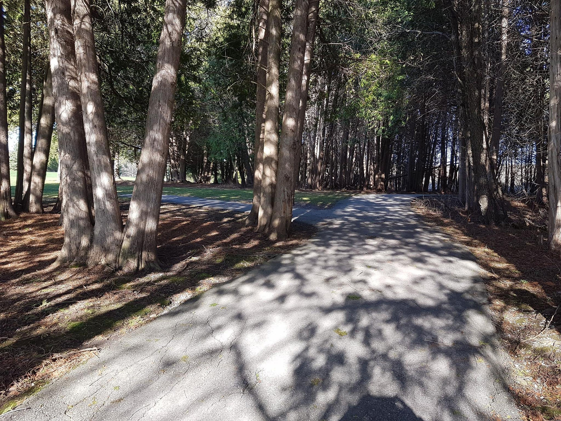 密林中的步道。