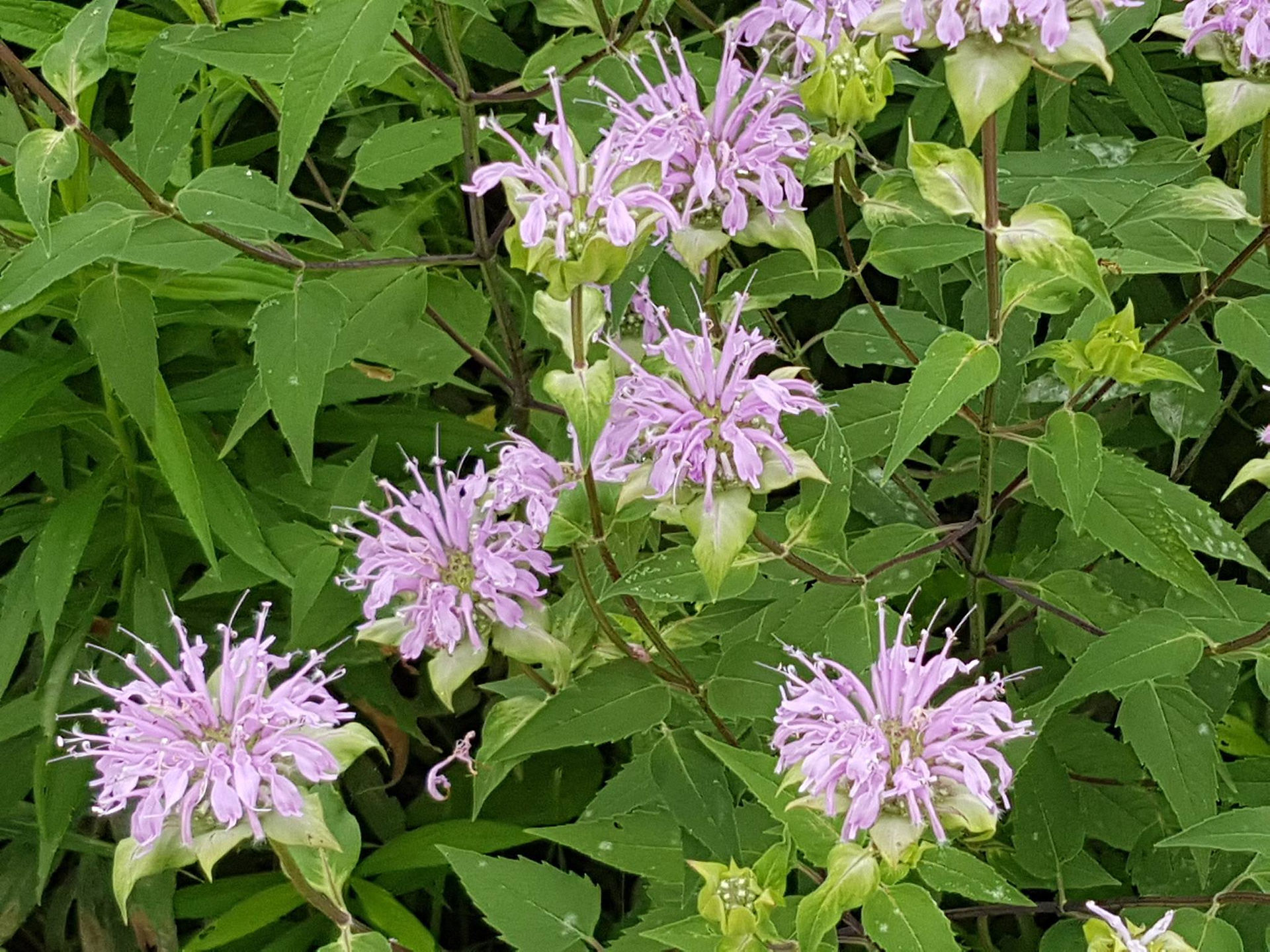 可做精油的「Bergamot 香檸檬」今夏登場。