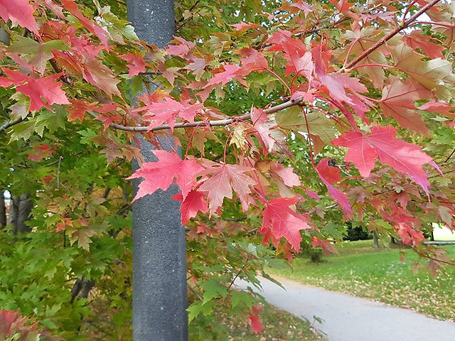 「Silver Maple 銀楓」楓葉割痕較深