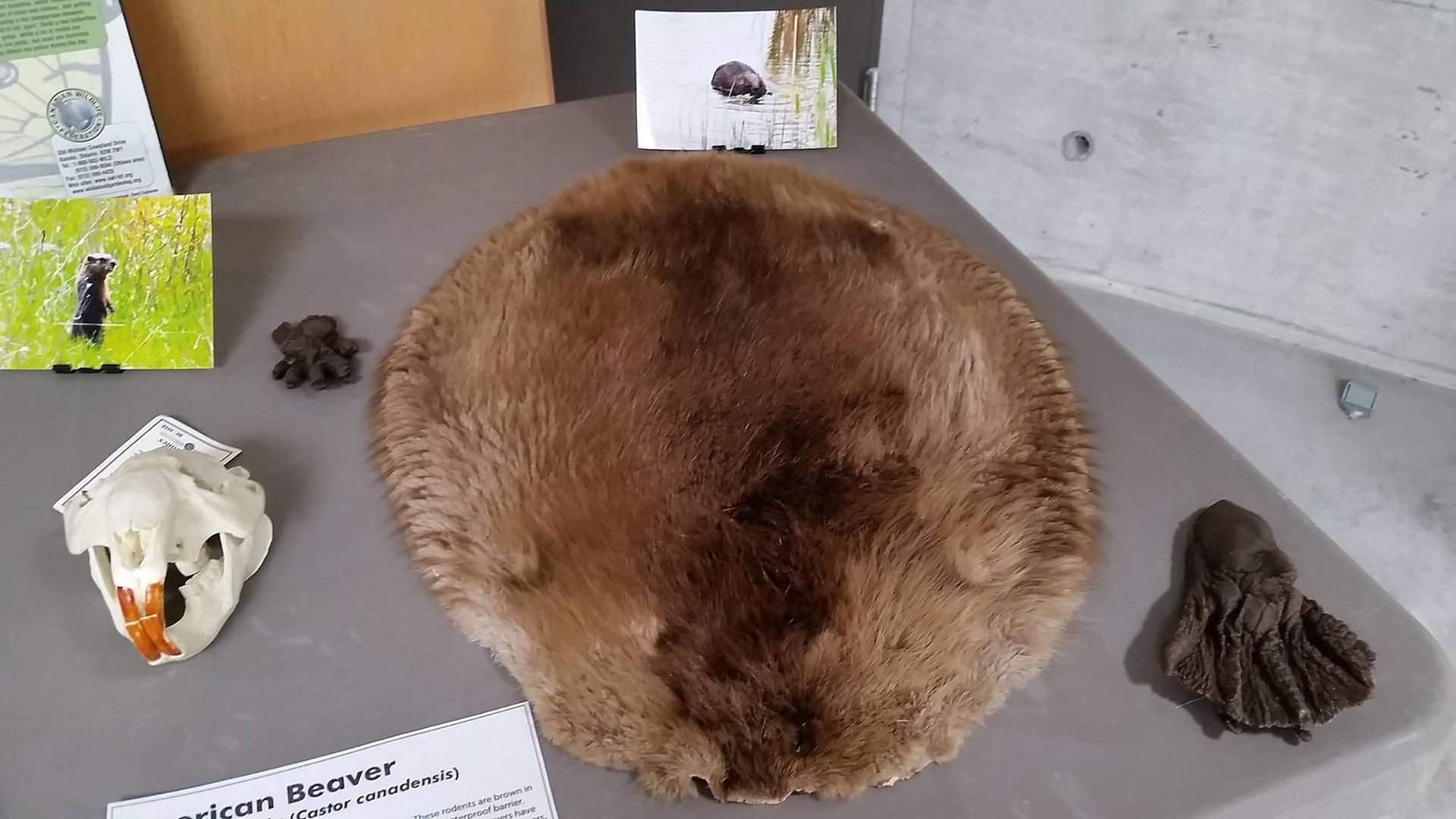 園內「wetland 濕地」的「Beaver 海狸」皮毛。