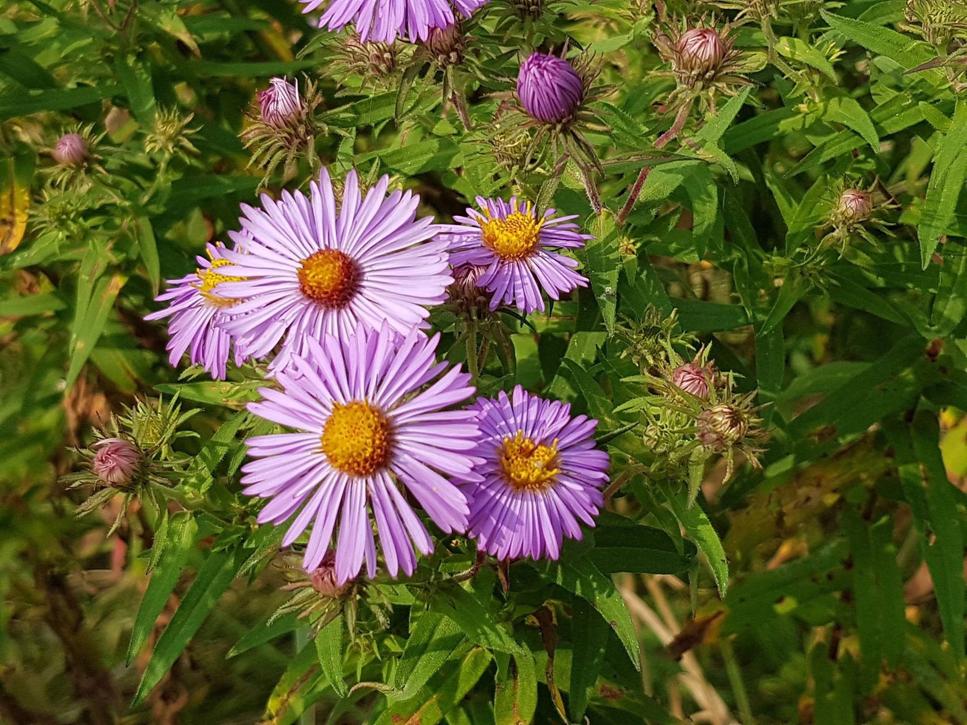 New England Aster 新英格蘭紫苑