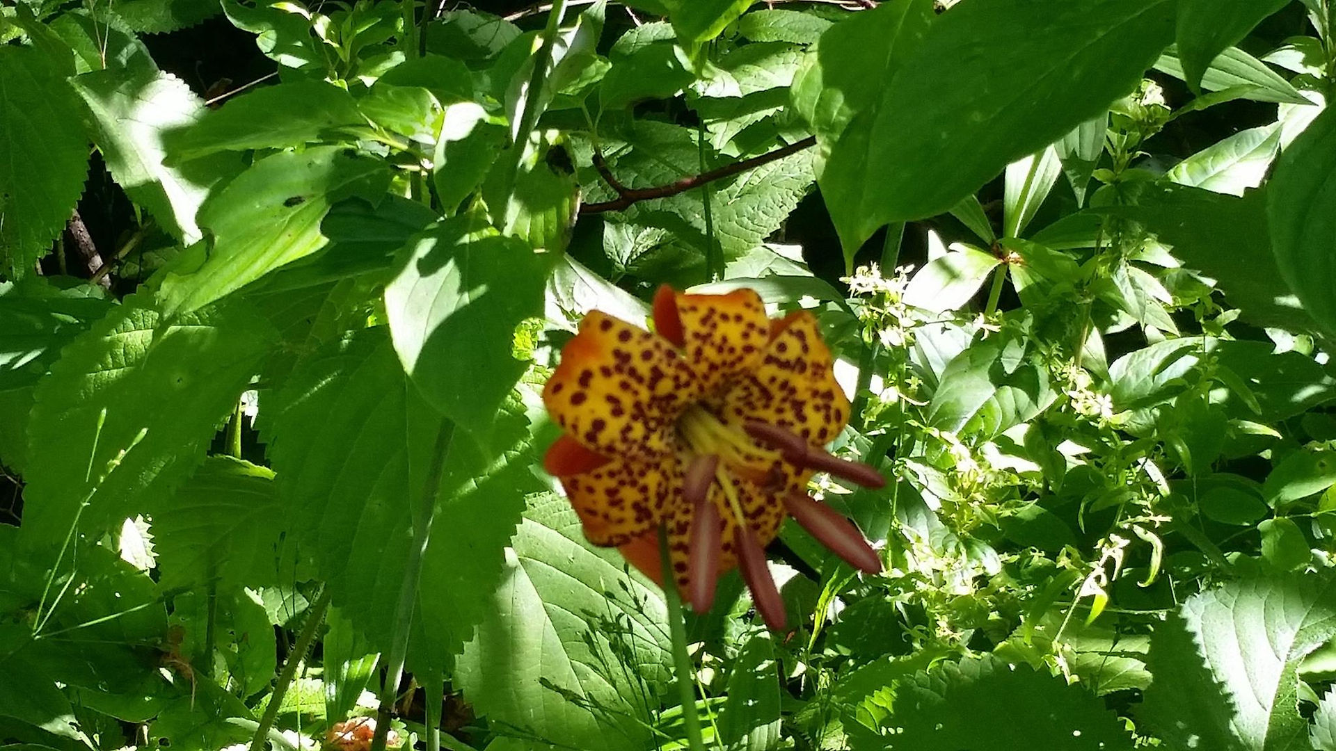 近觀花蕊，花瓣上的斑斑點點，就像雀斑一樣。