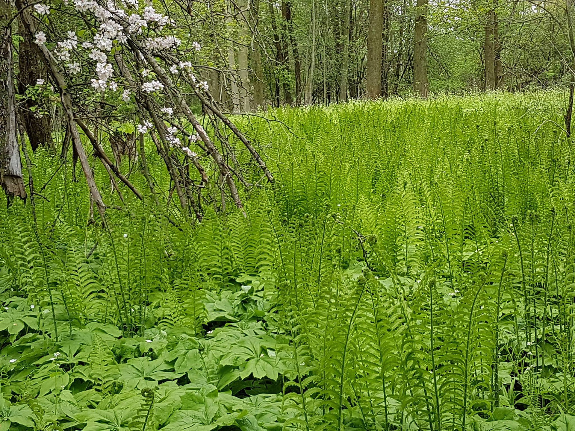 小徑旁，一樹桃花獨立於大片青翠蕨類間。