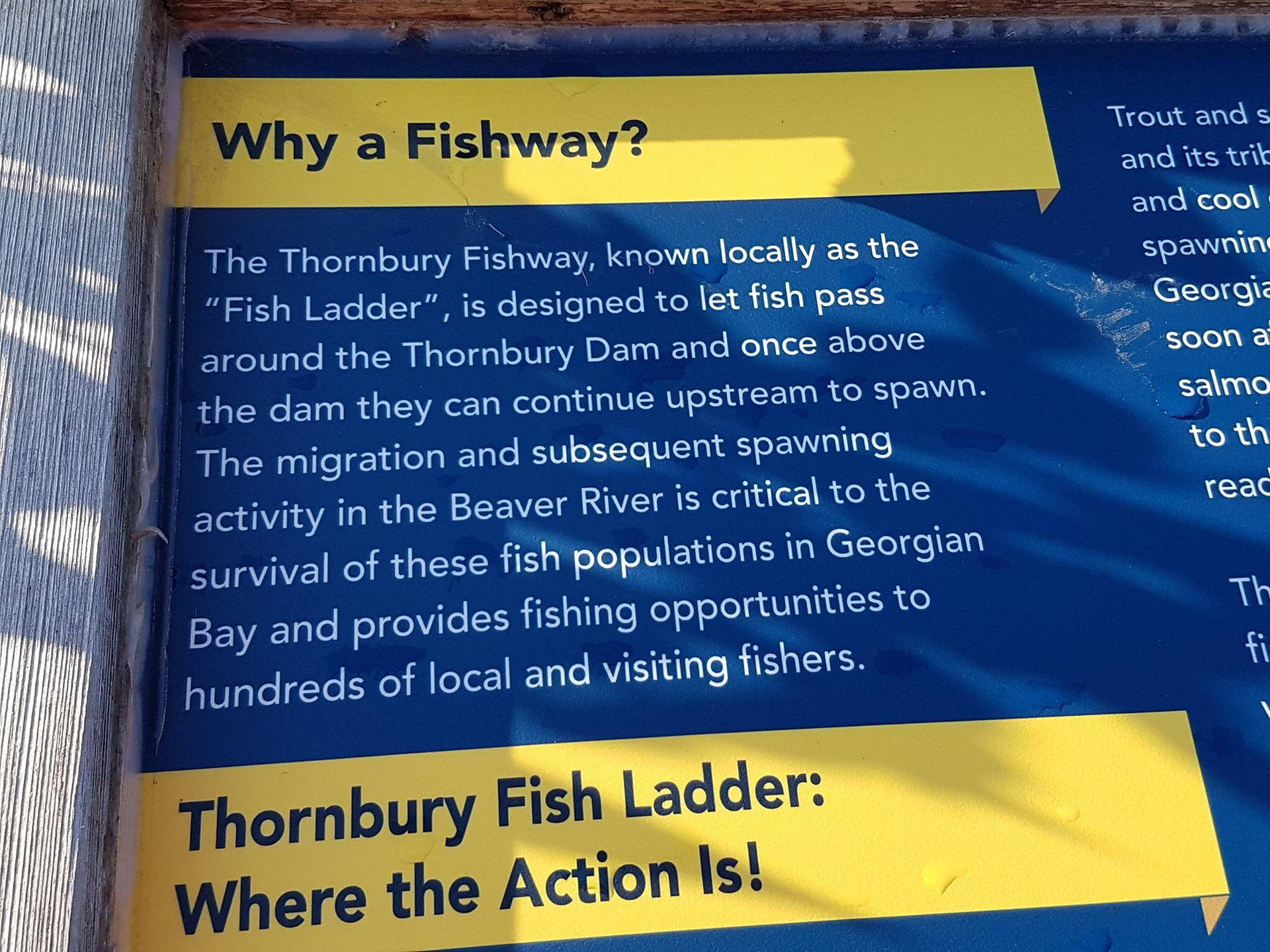 「Fish Ladder 魚梯」的說明