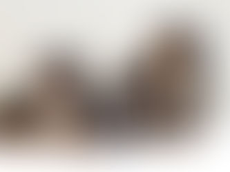 How to Choose the Perfect Doodle Puppy for Your Family