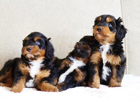 How to Choose the Perfect Doodle Puppy for Your Family