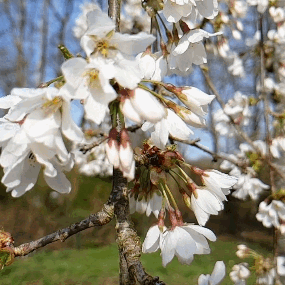 Cerisier japonais en fleur