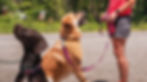 Two dogs sitting in opposite directions looking up obediently at their handlers.