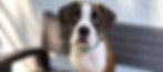 Brown and white dog sitting on a bench being dropped off at school, looking at the camera with droopy eyes.