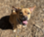 Otis, an adoptable dog who has been trained through the New Leash on Life program.