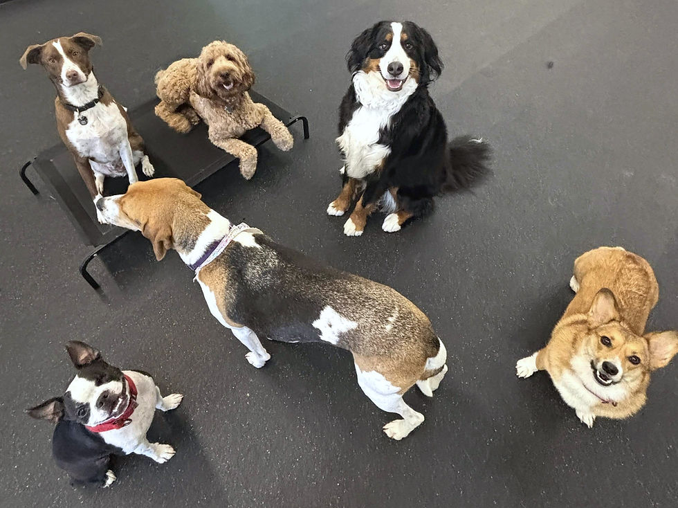 A group of dogs sitting, standing, and laying in the training room.