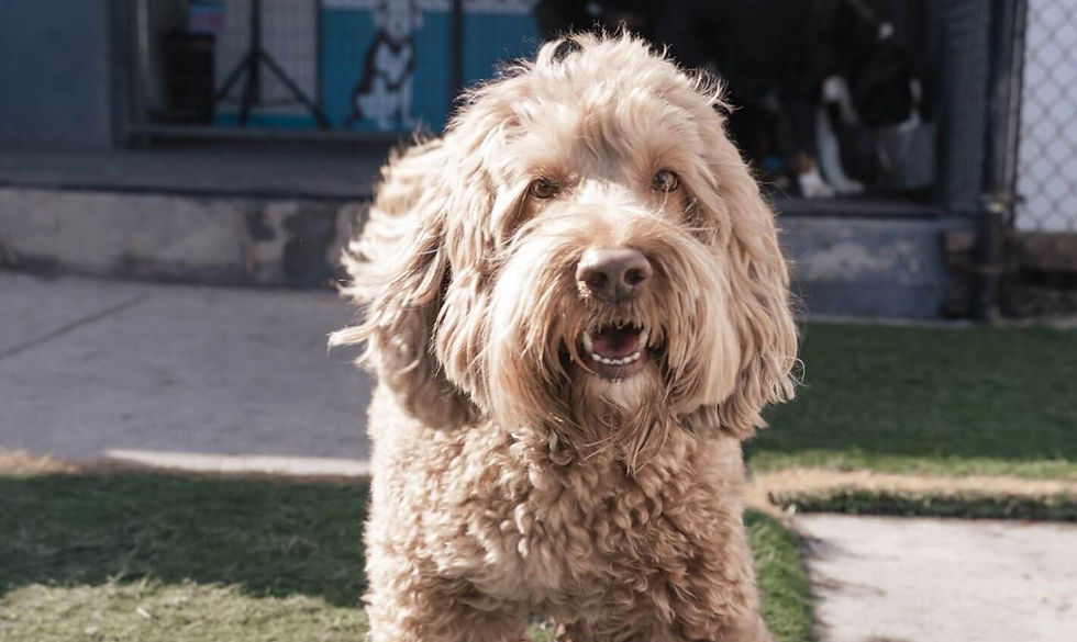 Group Class: Recall Revolution | Four-Weeks | Basic Obedience