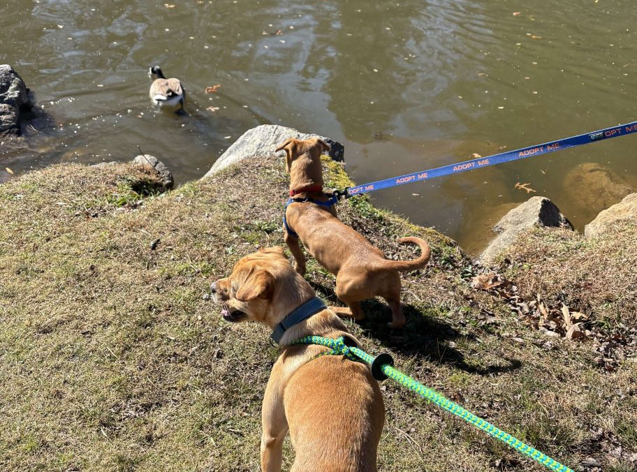 Two dogs in the New Leash on Life program looking out at a lake.