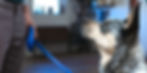 A dog in the training room looking up at his handler.