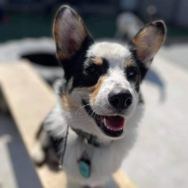 The face of a white and brown dog appearing to smile.
