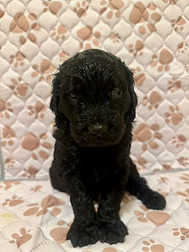 Cooper 4 week.JPEG