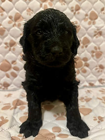Ciren 4 week.JPEG