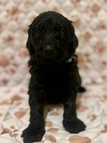 Chia 4 week2.jpg