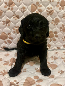 Carmen 4 week.JPEG