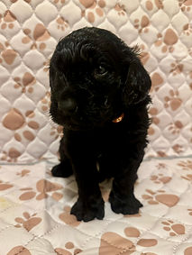 Cadbury 4 week.JPEG