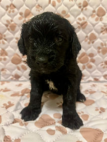 Ciri 4 week3.JPEG