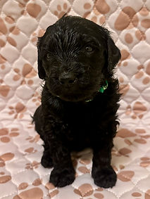 Clover 4 week.JPEG