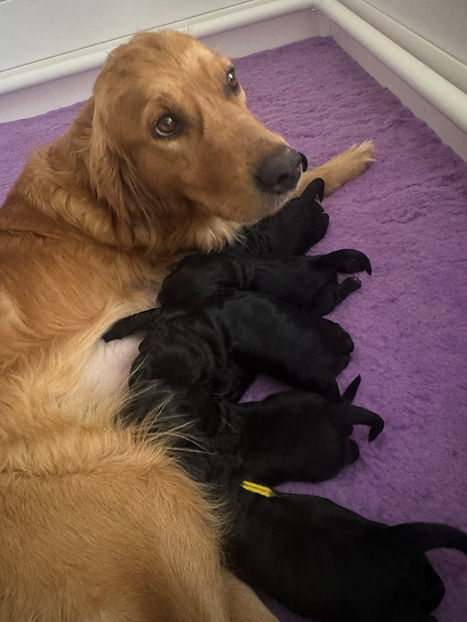 Alaska and puppies 1 week.JPEG