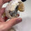 Thumbnail: Calcite after Clamshell 6pc lot Florida