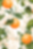 orangess-background_03-17x11.png