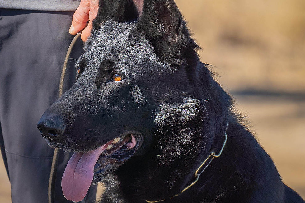 steinbeckland_dog_training.jpg