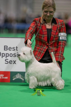 Skyehigh's Spice Girl - Victoria