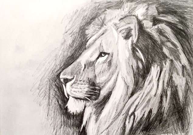 A graphite drawing of a side profile of a lion by Emmelyn Redd.