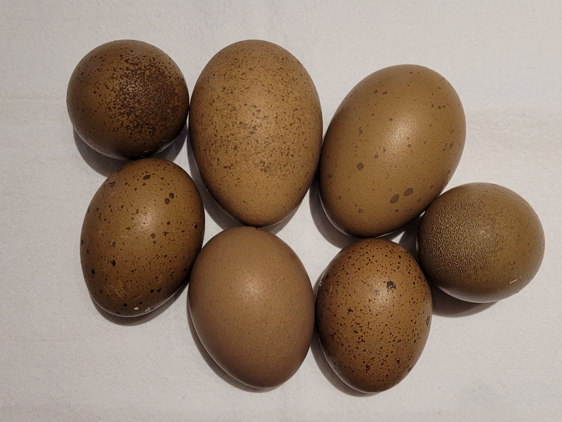 Multigenerational Olive Eggers - Hatching Eggs