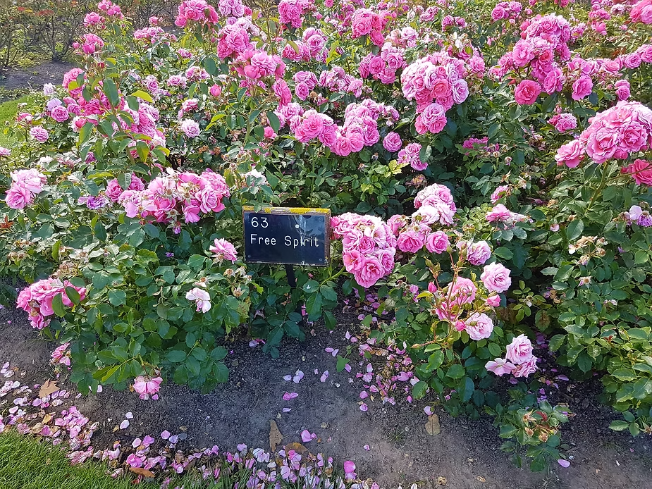 Regent's Garden, London #freespirit #rosegarden #grateful #beauty #garden