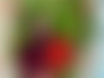 Happy Lunar New Year!