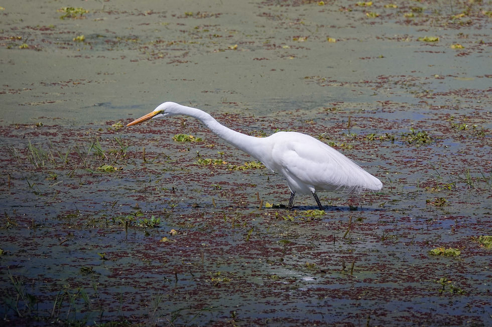 A great white egret in the marshlands of Amsoleli National Park, Kenya