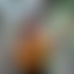 Chanson de parole : Miss Pantaï