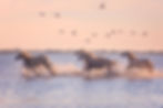 Les chevaux de Camargue