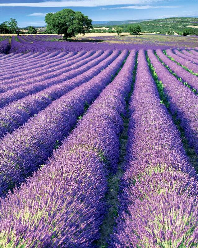Miniature : Champ de lavande violet, rangées fleuries sous le ciel bleu, paysage provençal.