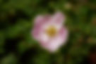 potentilla-5251831_1920.jpg