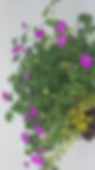 Geranium sang. Max Frei bijgesneden.jpg