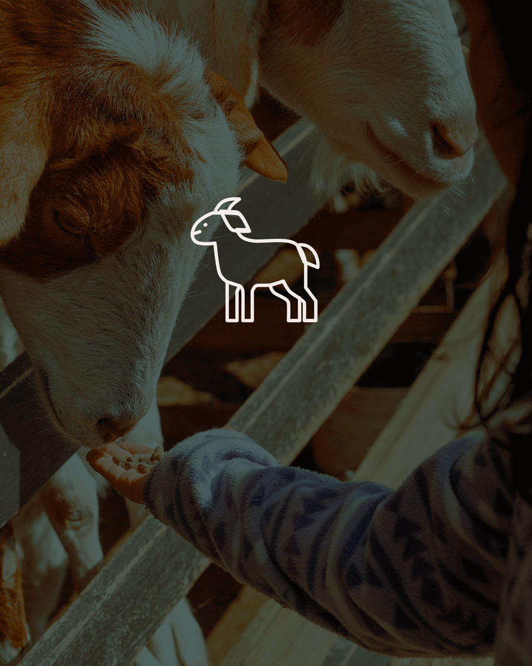 Niño alimentando cabras en Refugio Tunquén, identidad de marca aplicada en fotografía